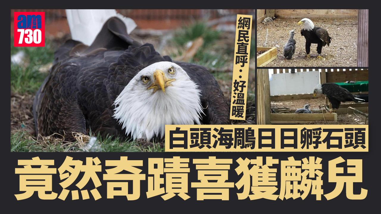 白頭海鵰日日孵石頭 竟奇蹟做爸爸 網民直呼：好溫暖