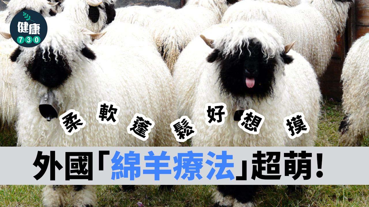 柔軟蓬鬆好想摸！外國「綿羊療法」超萌
