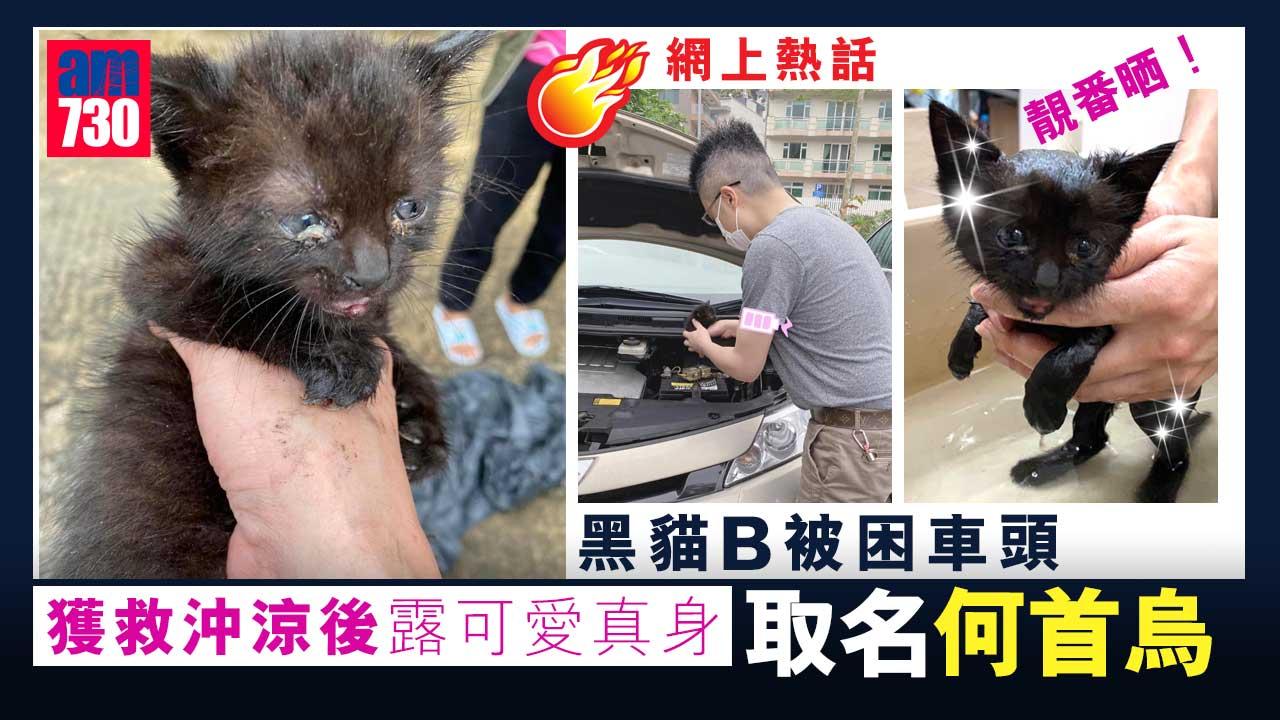 網上熱話｜大埔黑貓B被困車頭  救起沖涼後露可愛真身取名「何首烏」