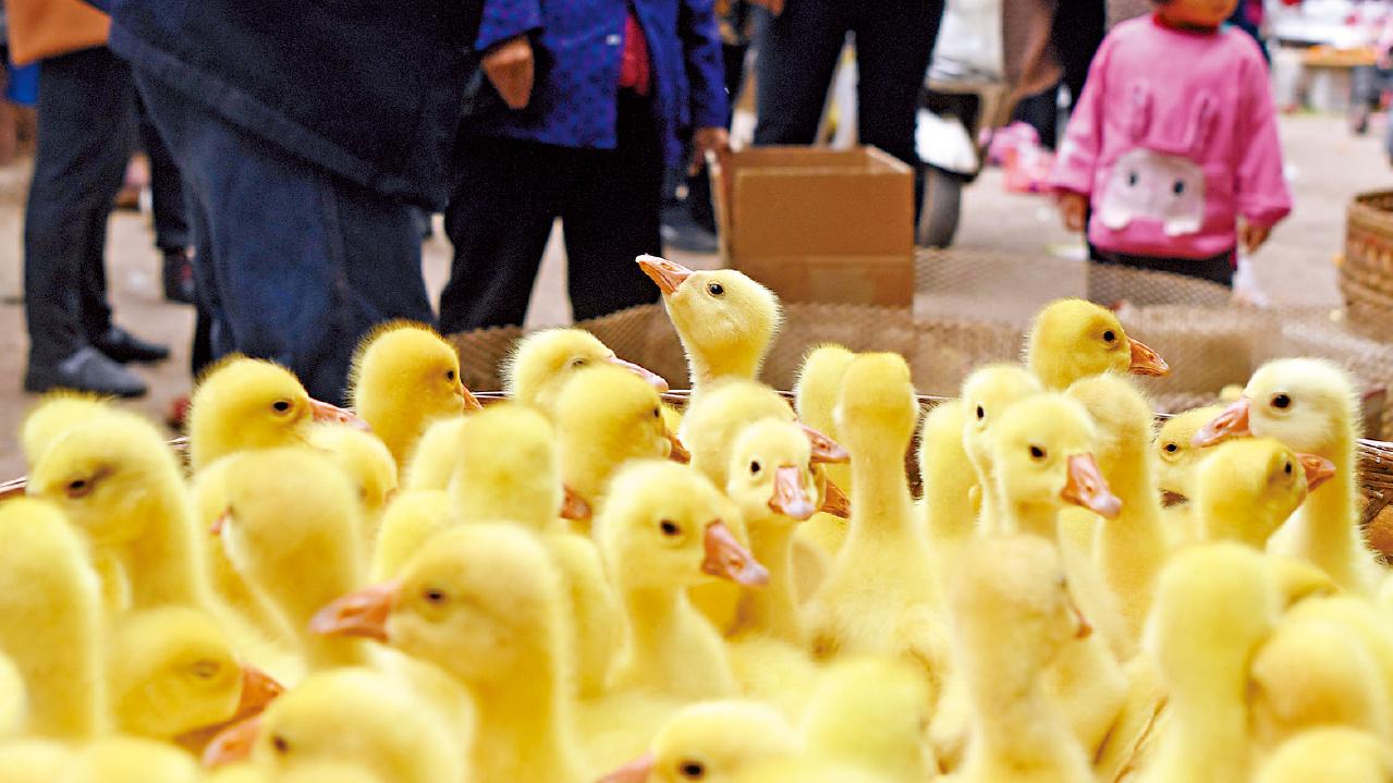 曾到街市患禽流感 中山女子染H3N8亡 全球首例