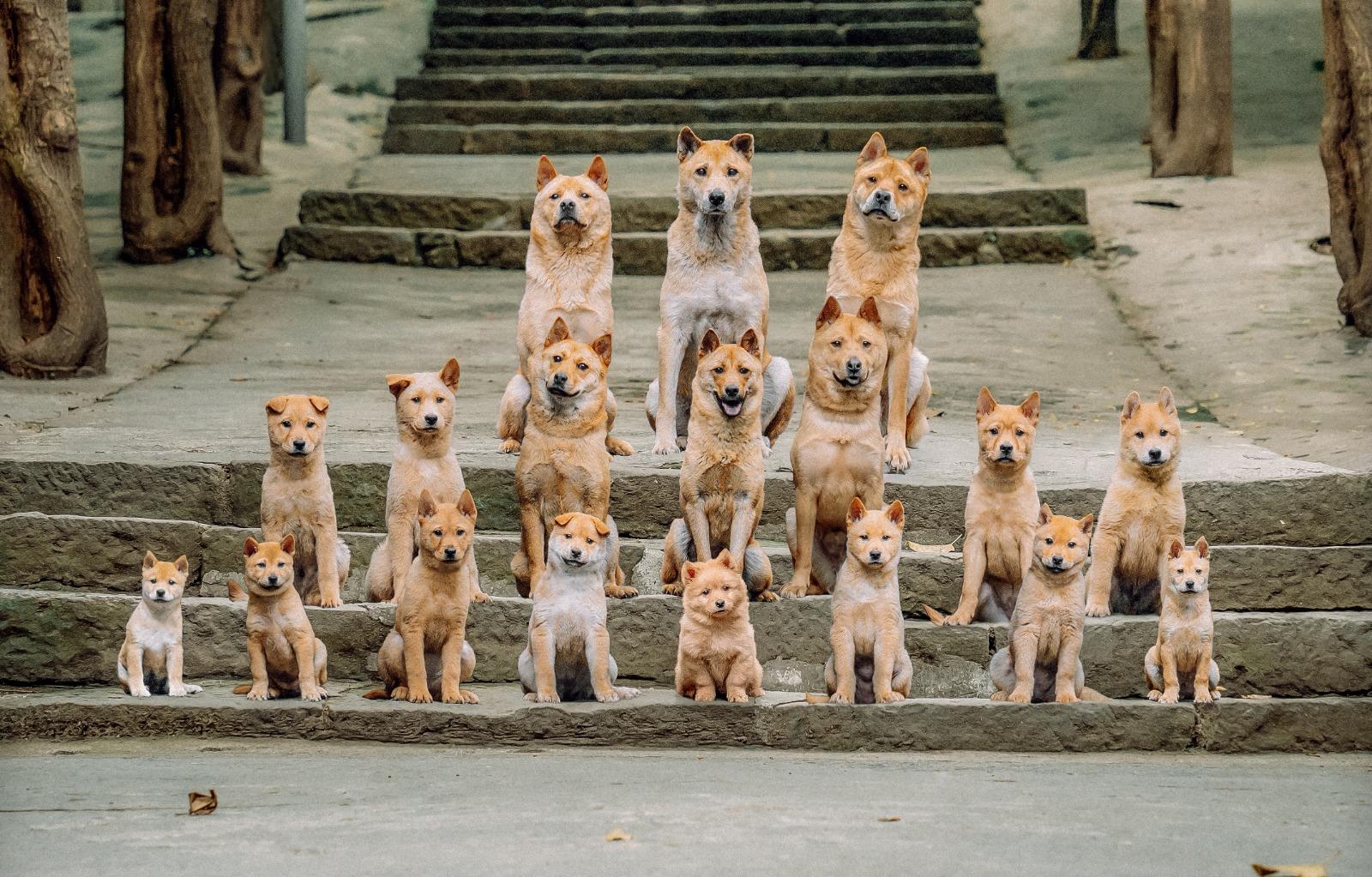 忠犬八公｜18隻狗狗來自屠宰市場 製作單位善心領養狗演員