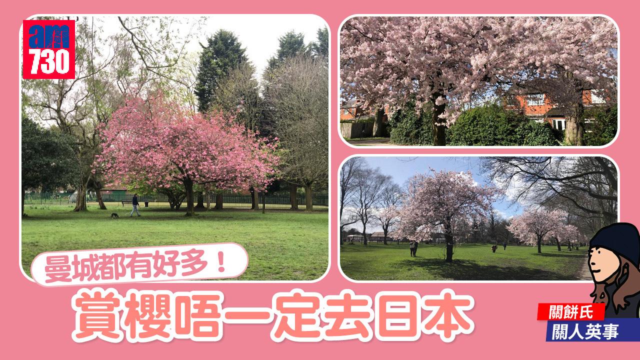 賞櫻唔一定去日本 曼城都有好多！