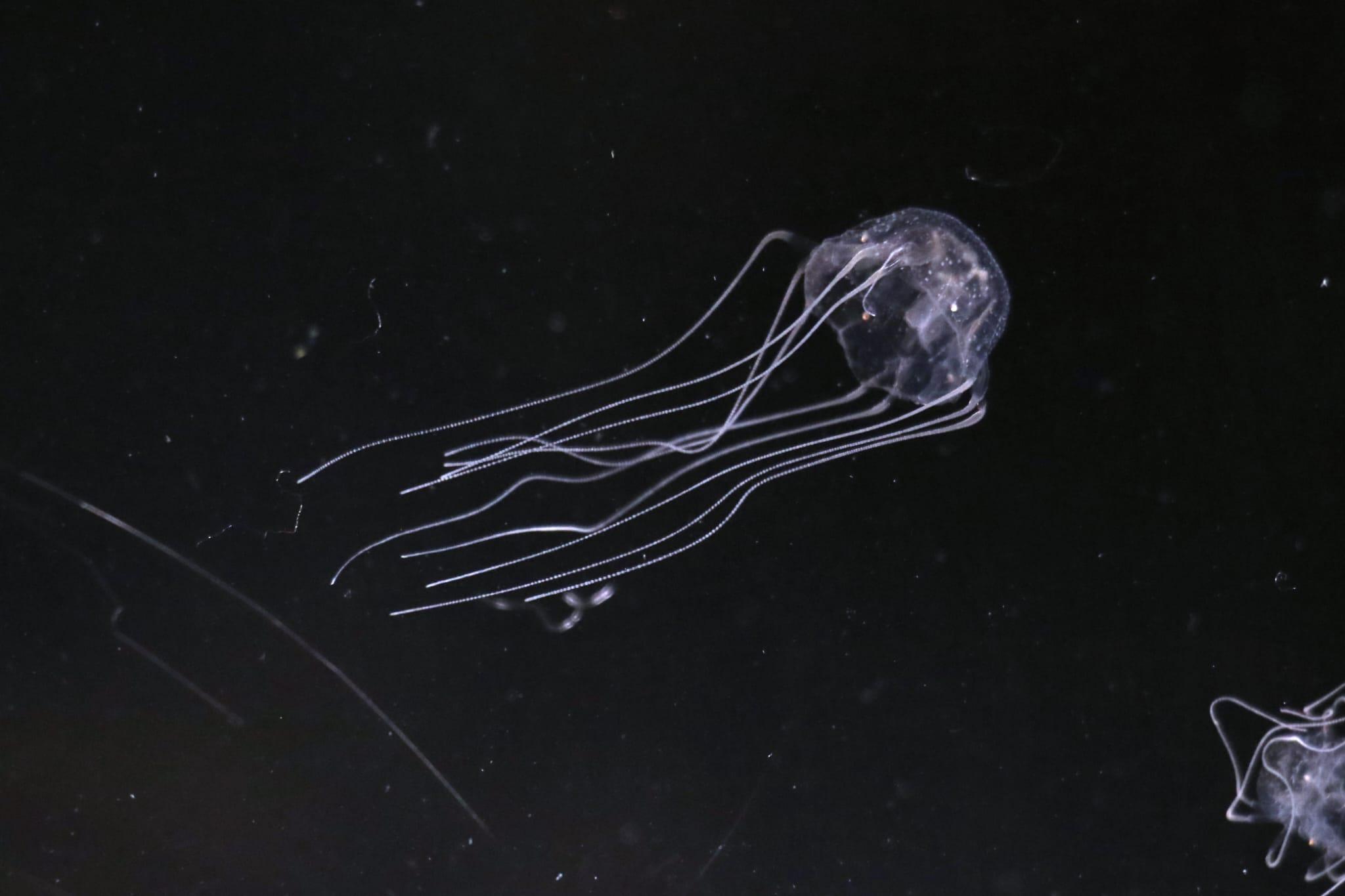 浸大領導團隊米埔發現箱形水母新物種   被命名為「米埔三槳水母」