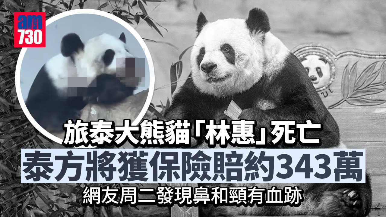 旅泰大熊貓「林惠」流鼻血後死亡　保險賠約343萬元