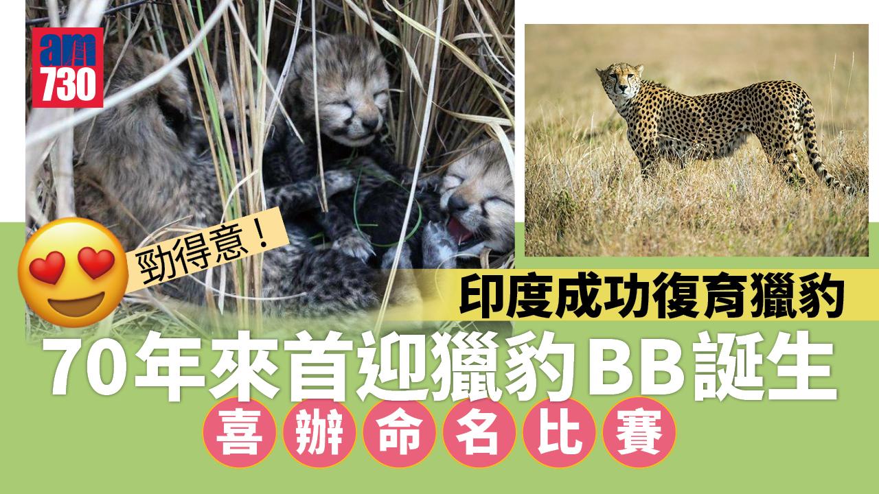 印度70年來首迎獵豹BB誕生　喜辦命名比賽