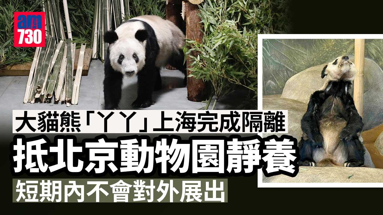 大貓熊「丫丫」29日平安抵北京動物園　短期內將靜養不對外展出