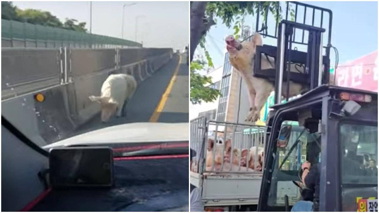 南韓豬逃脫馬路享受20分鐘自由，被捕送往屠宰場。(YouTube)