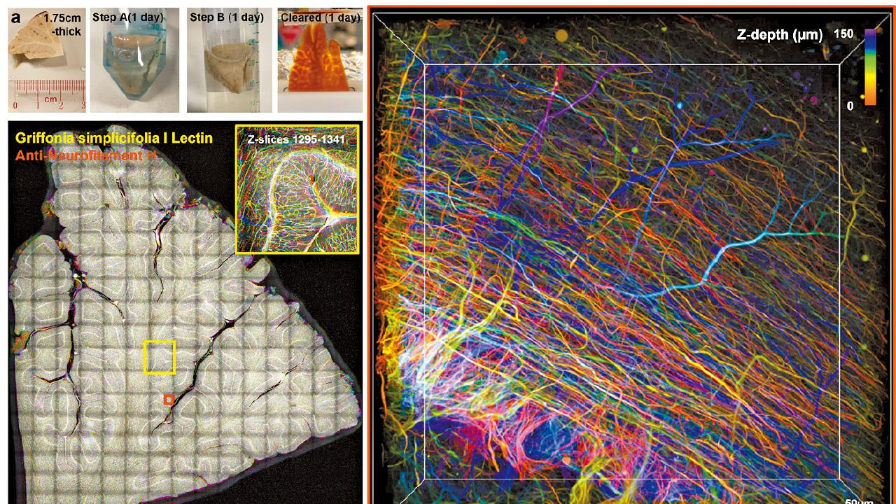研3D成像意外發現納米晶體簡易生產技術 中大學者兩科研日內瓦國際發明展獲獎