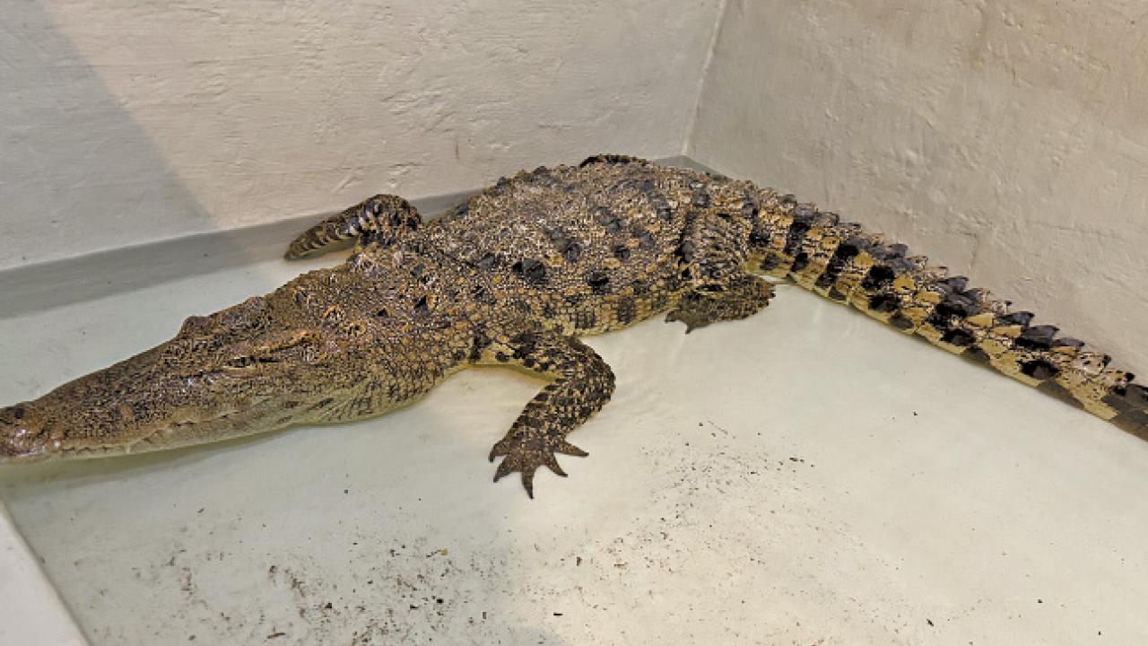 八鄉暹羅鱷暫居隔離設施 海洋公園︰4歲雌性重35公斤