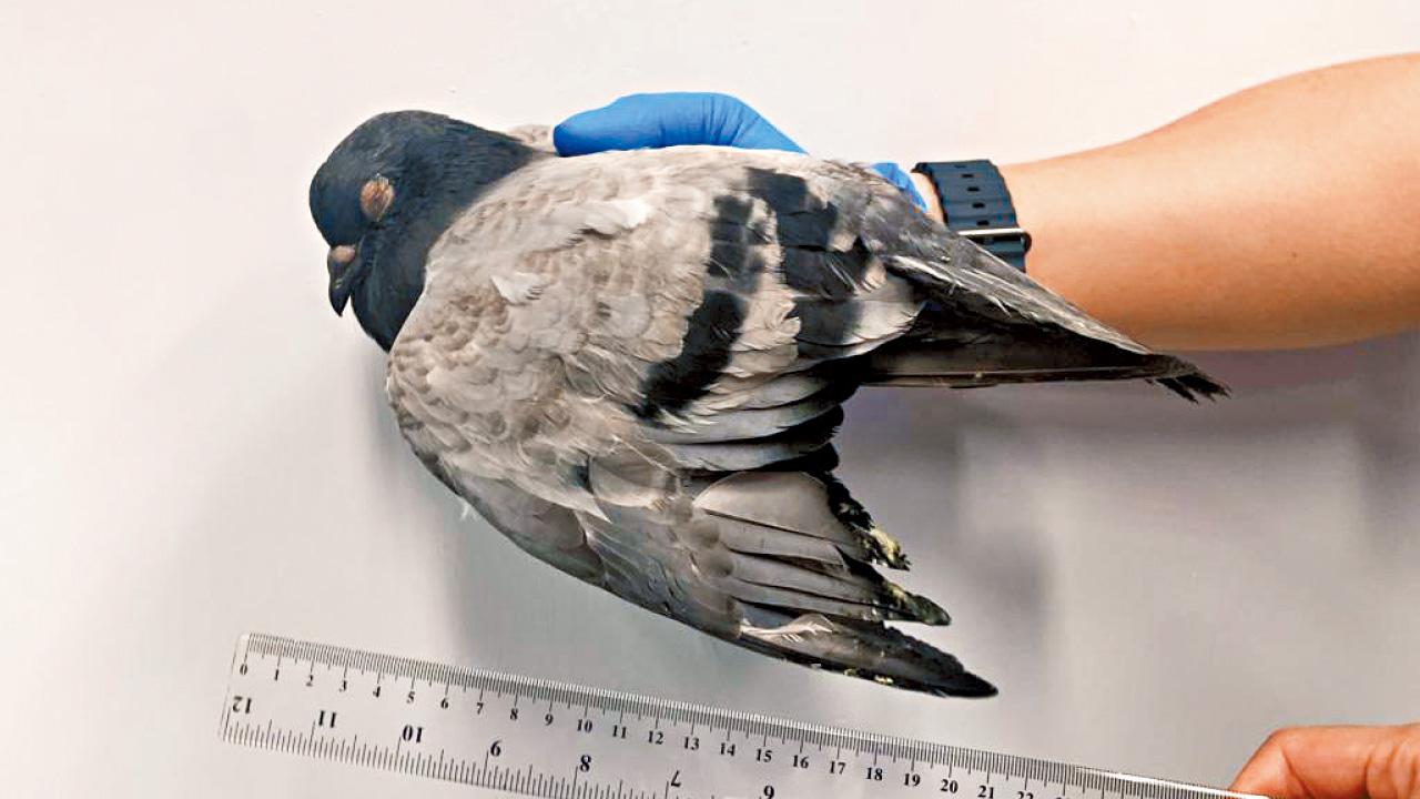 疑折斷野鴿雙翼 六旬漢涉殘酷對待動物被捕