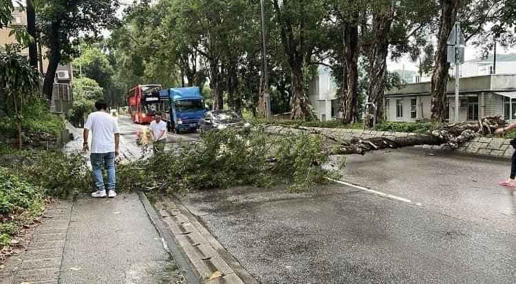 黃雨下元朗林錦公路大樹塌下 行車受阻