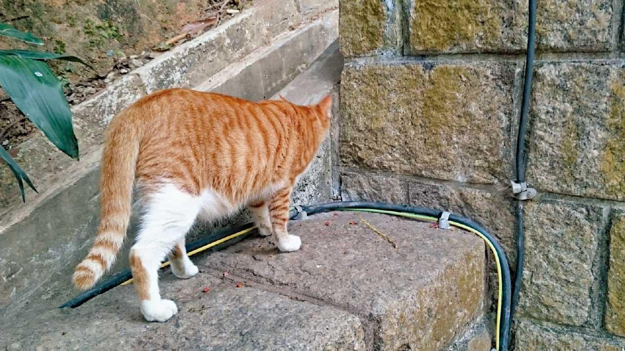 殘酷對待動物罪