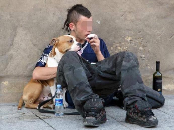 議員指，攜帶動物行乞的行為已完全失控，有必要立法規管。(互聯網)