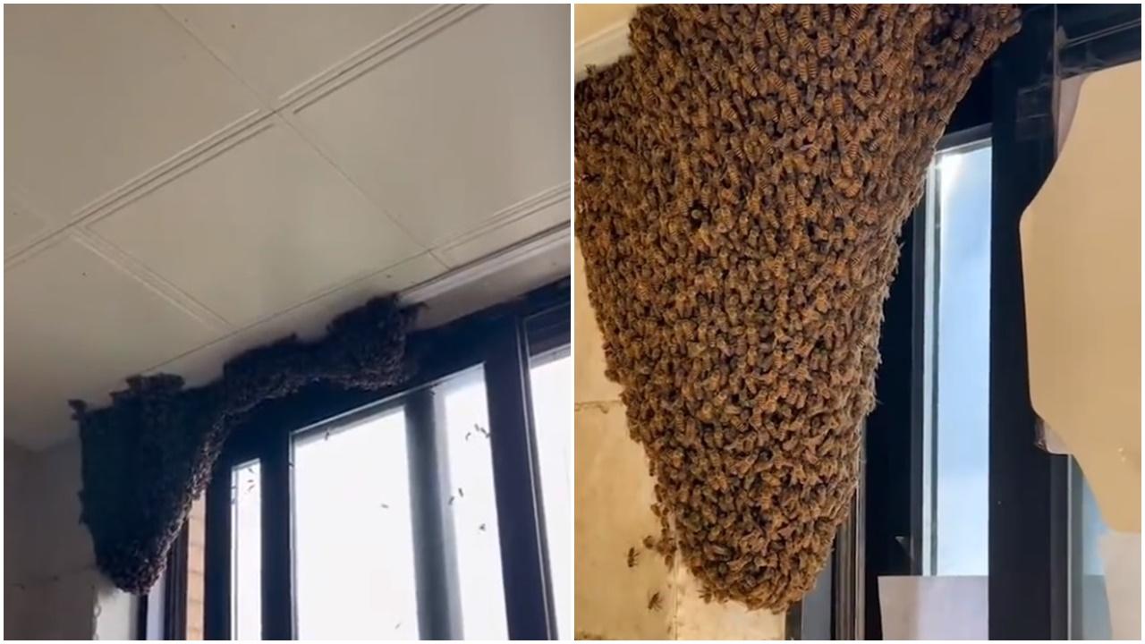 蜜蜂入屋不以為意，半小時建成巨型蜂塔。(微博)