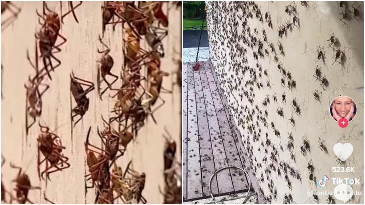 數以百萬計蟋蟀入侵內華達州，互咬發臭嚇壞街坊。(YouTube)