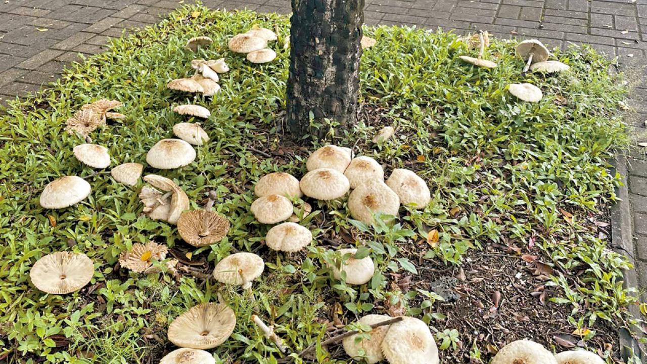大埔樹下現近數十株野菇 網民紛勸勿胡亂食用