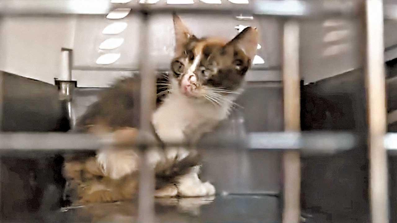 深水埗14隻貓疑缺水缺糧 婦人涉殘酷對待動物被捕