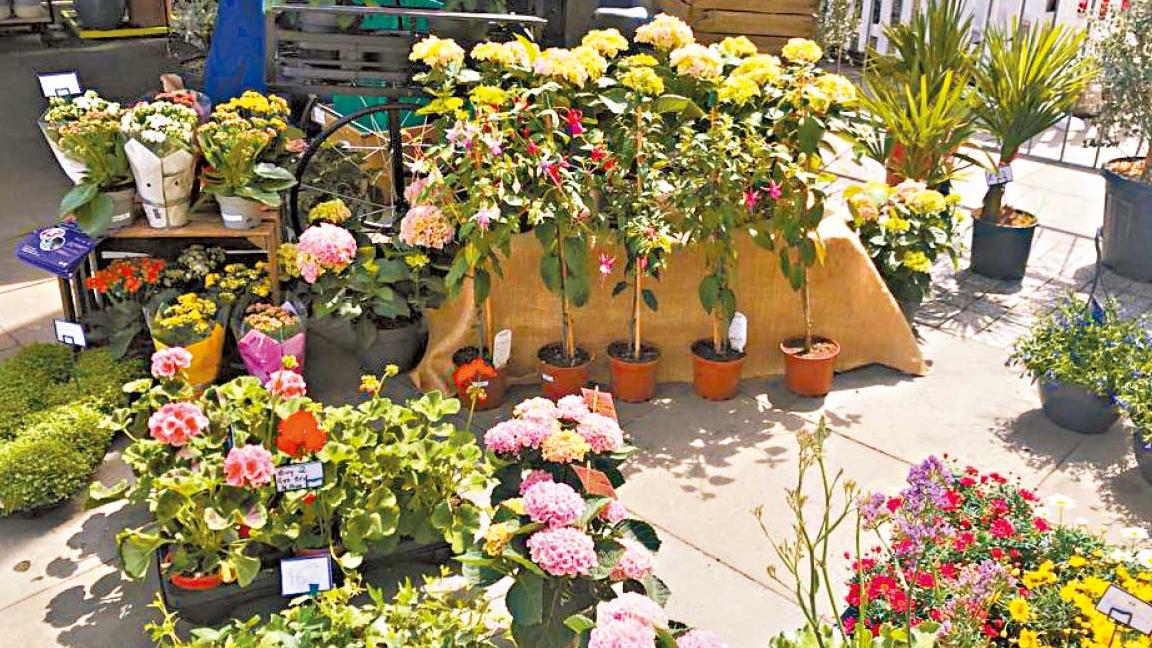 曼城Flower Festival 