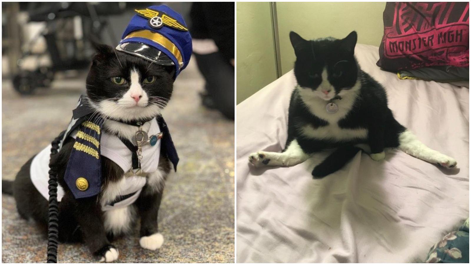 美國浪浪大翻身變動物治療師　14歲IG明星貓穿制服在機場療癒旅客