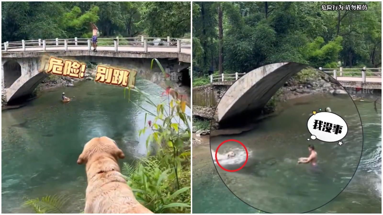 廣西狗狗見男子準備從橋上躍下　猛吠阻止不成飛奔跳水「救人」