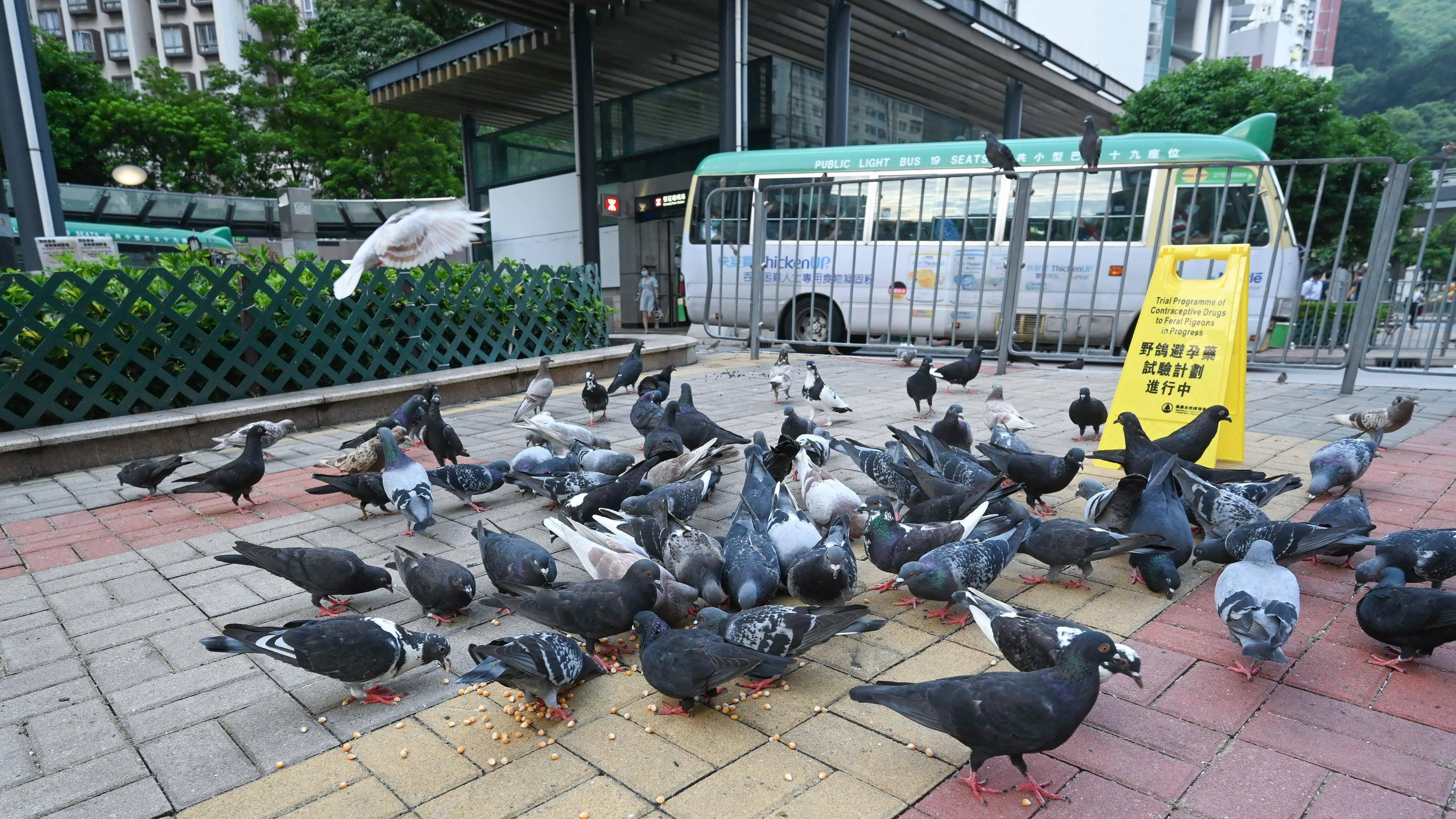 坑口厚德邨有白鴿遭擲地斃命　清潔女工涉殘酷對待動物被捕