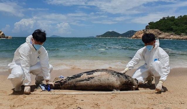 豚屍再現｜成年江豚擱淺長洲白鰽灣，為本年第18宗