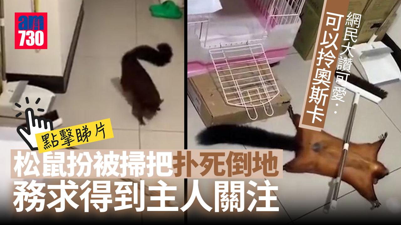 可奪奧斯卡獎 松鼠扮遭掃把扑死攤屍地上(有片)