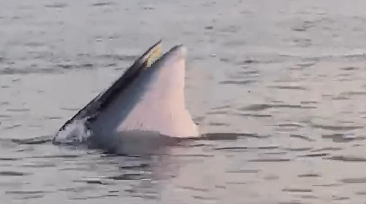 鯨魚今日再現 潛水公司籲勿游近、駛近或潛近(@FB專頁 XIX Diving （拾玖潛水）).jpeg