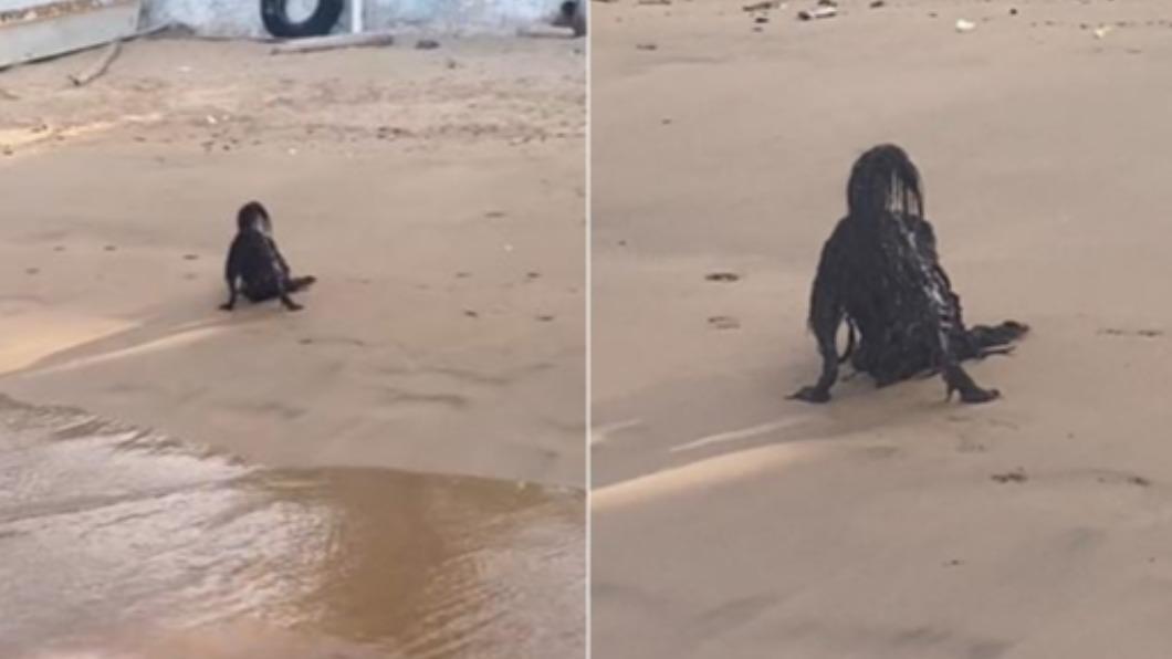 海灘驚見2腳長毛怪詭異竄動，網民：被詛咒的美人魚。(TikTok)