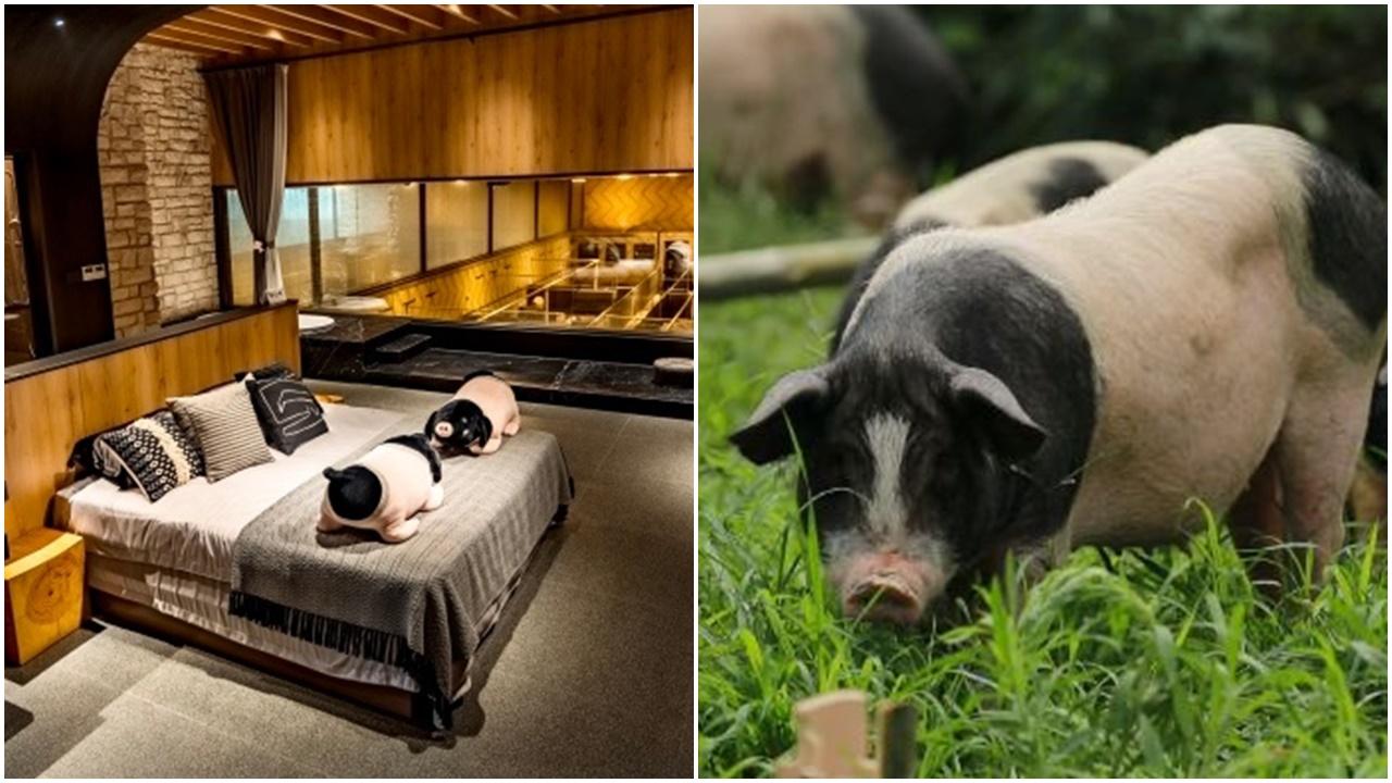 浙江牧場推豬景房一晚8888元送豬一隻，網民：營銷學最高境界。(微博)