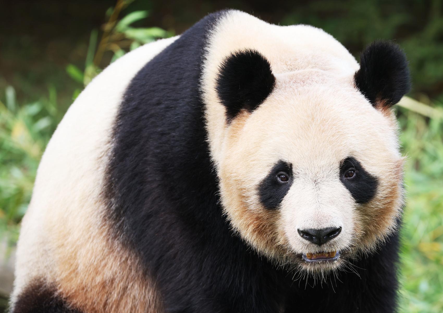 旅法大熊貓「圓夢」啟程回中國，法國第一夫人與大批民眾送別。(X)