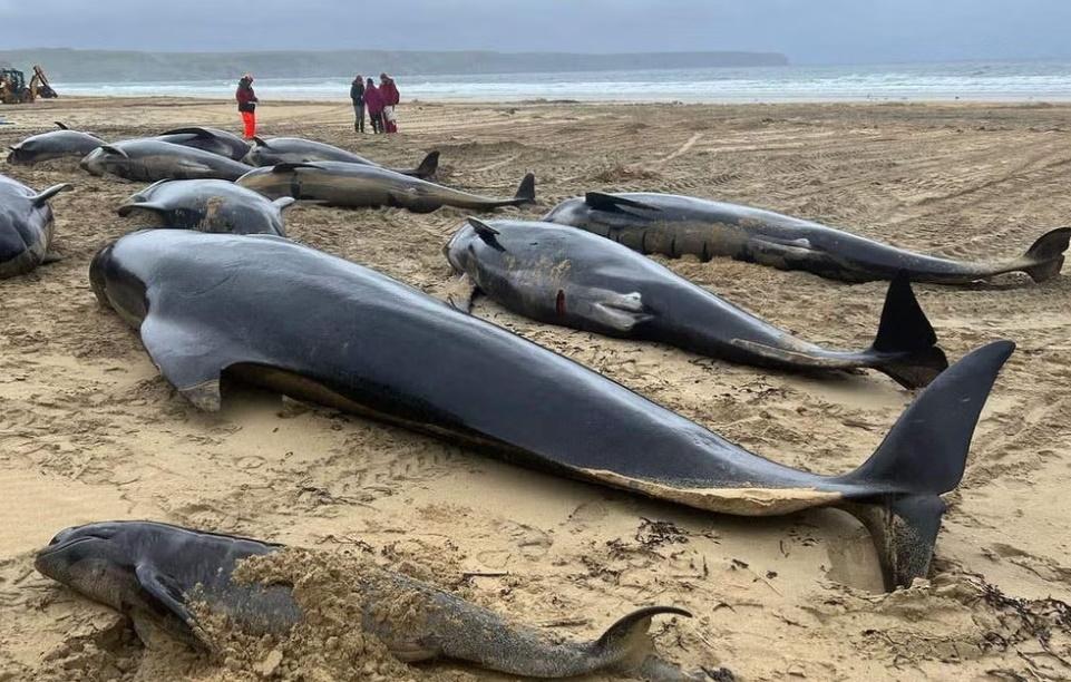 多條領航鯨在蘇格蘭路易斯島擱淺，疑因不離棄將分娩母鯨。(網上圖片)