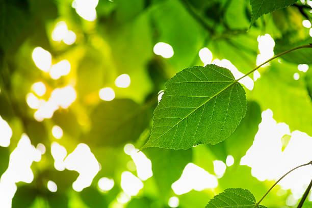 神奇的人工光合作用