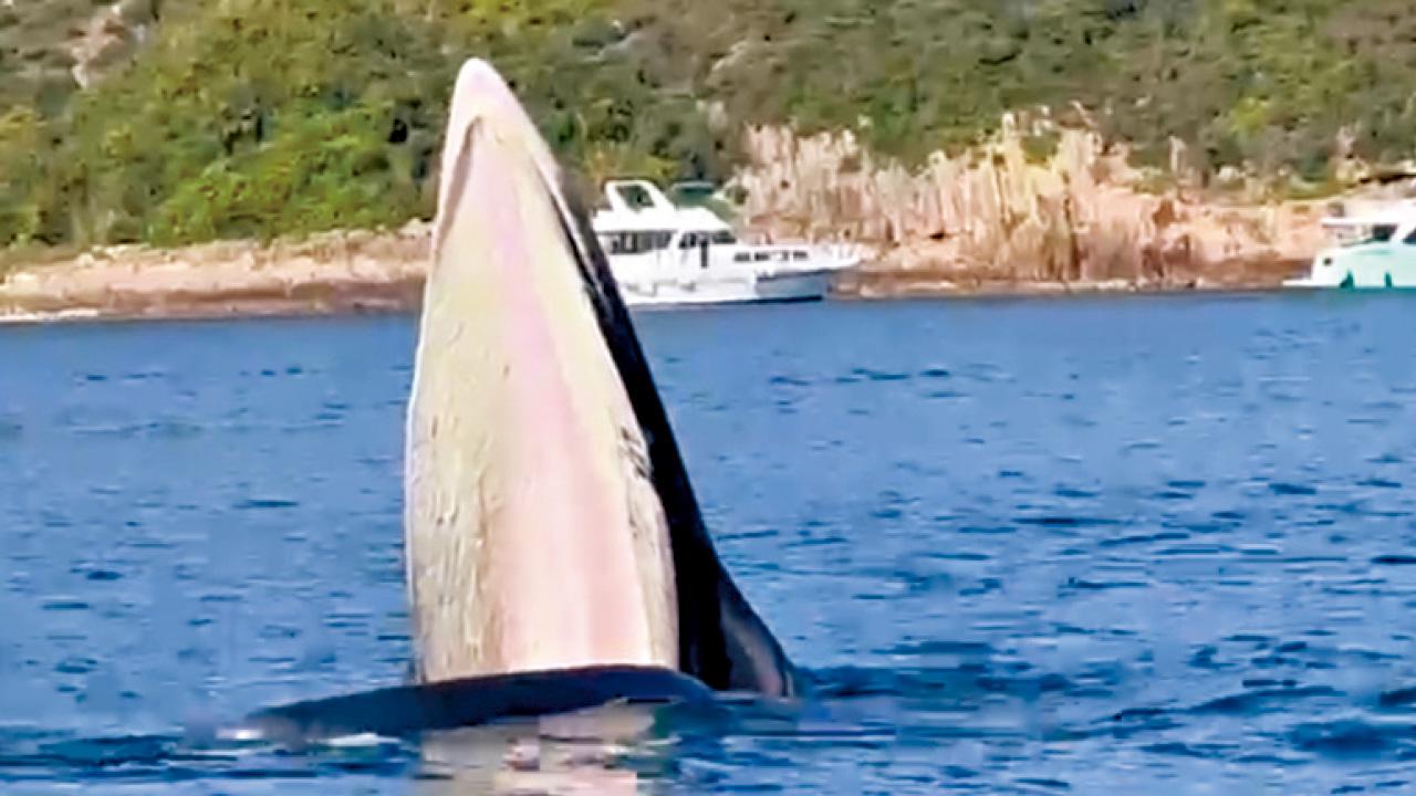 白沙灣遊艇會教練直擊 西貢馬頭環現鯨魚蹤影