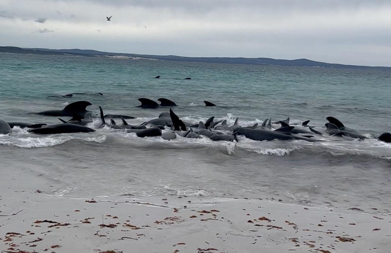 澳洲一個海灣有大量鯨魚擱淺。(路透社)