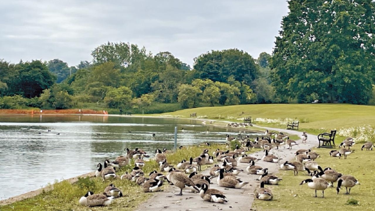 跑遊聖奧爾本斯