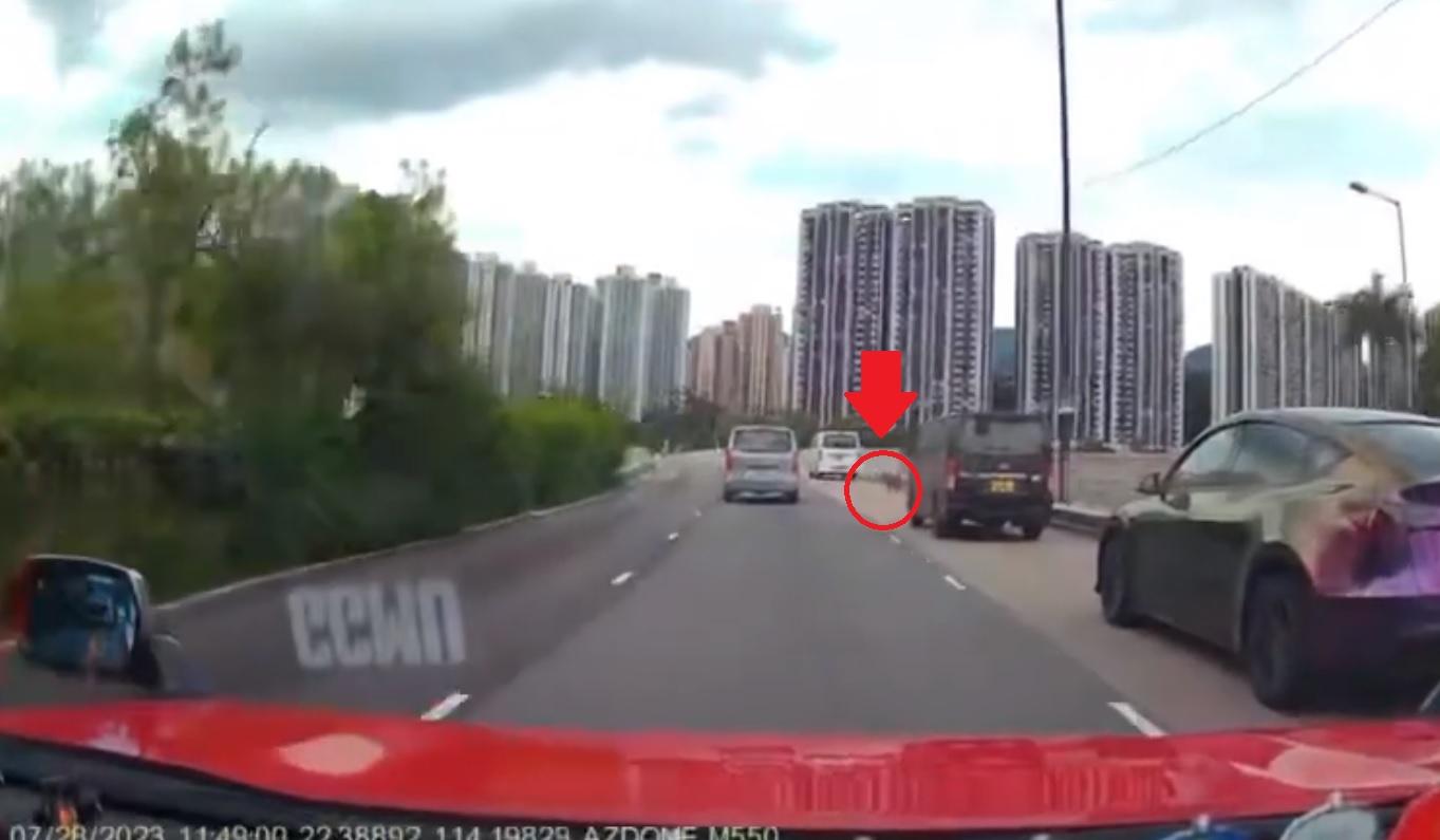 港鐵火炭站野豬咬傷兩男女遭捕獲 同一時間有野豬衝出火炭路