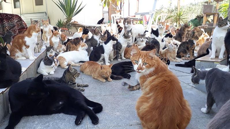 歐洲島國塞浦路斯是地中海知名的「貓島」。(互聯網)