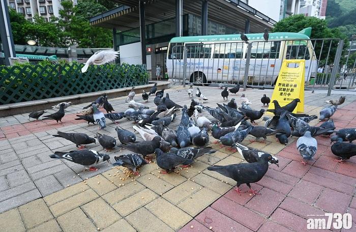 請停止餵飼野鴿