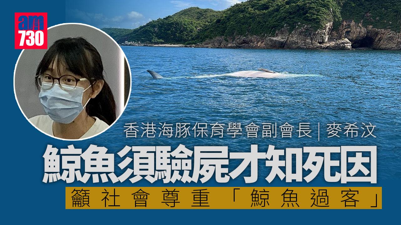 西貢鯨魚｜生態專家指需驗鯨屍斷定死因　促盡快制指引保護鯨豚