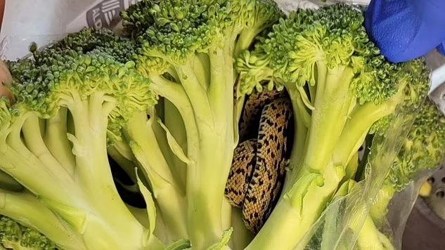 英國超市｜男子超市買西蘭花竟藏「恐怖贈品」︰一條活蛇 放雪櫃3日始發現