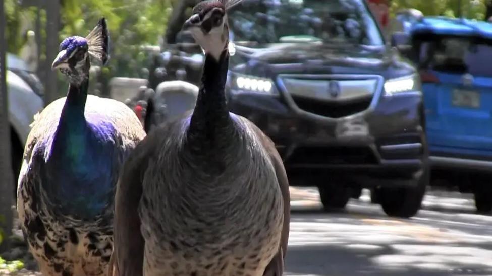 孔雀在佛州椰子林社區街頭遊走。(資料圖片)