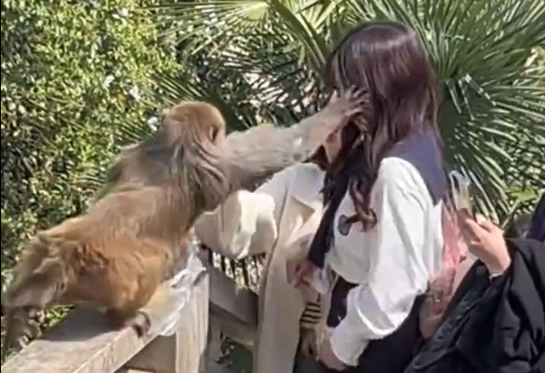 獨臂猴王與野豬家族