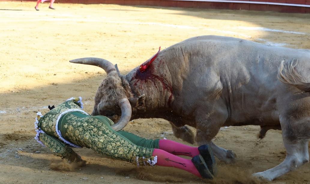 鬥牛士被拋半空，肛門被牛角撞到應一應。(X)