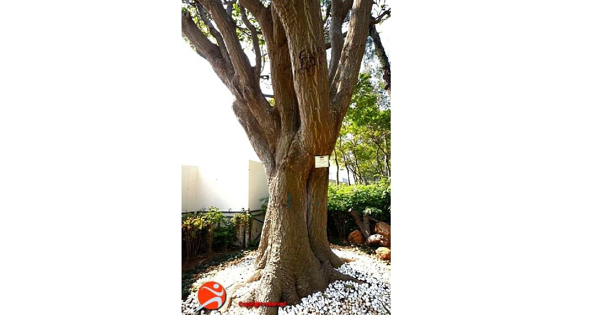 維園一棵14米高古樹有倒塌風險被移除