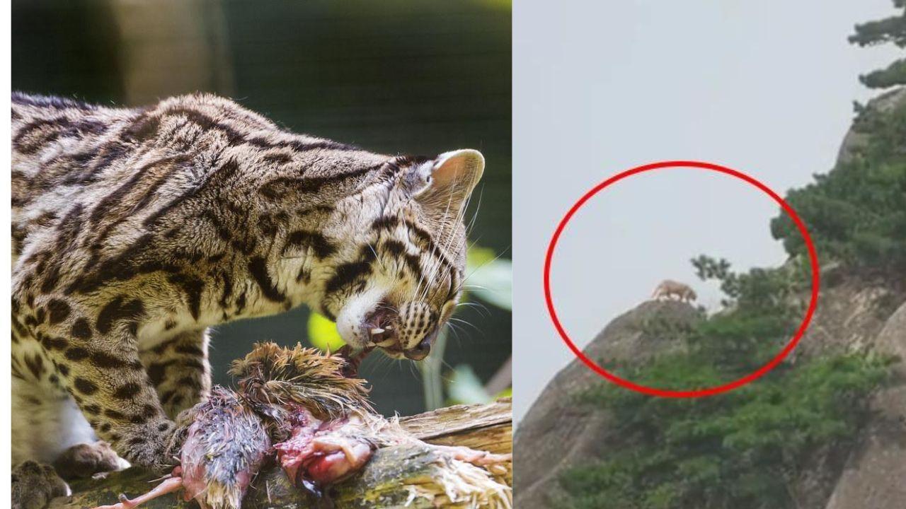 遊客黃山野生捕獲「雲豹」身影好興奮　專家認證為大橘貓 一個原因肥肥白白！