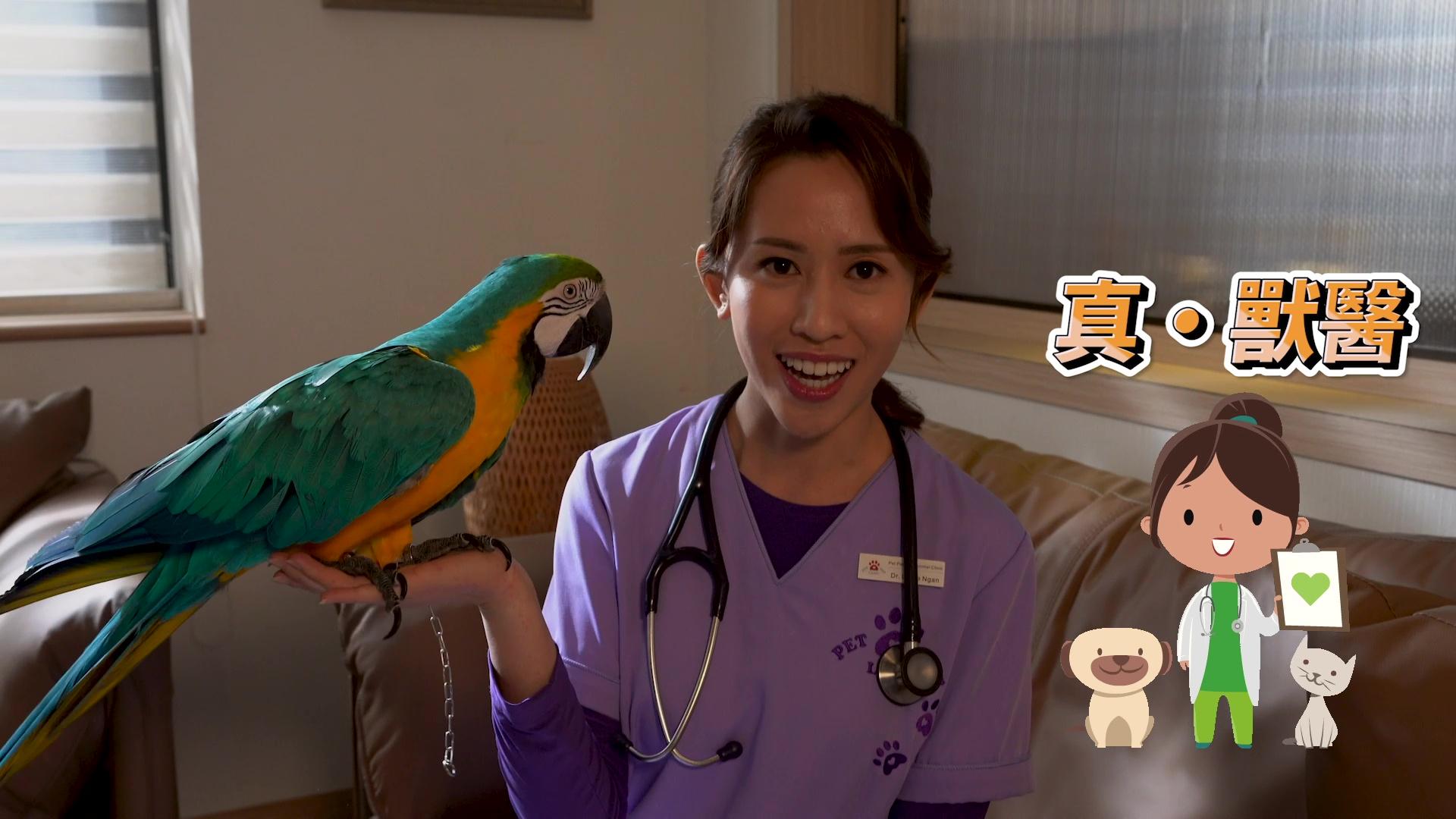 寵愛Pet Pet｜真．獸醫梁菁琳上陣 為醫貓狗食抗敏藥