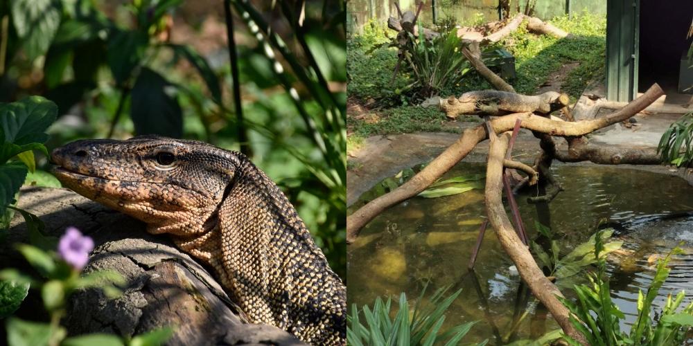 走失的水巨蜥Aberdeen下落不明 嘉道理農場求目擊者通報消息