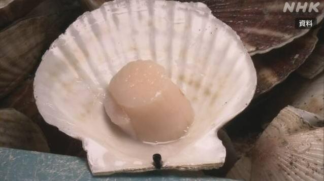 日本帆立貝銷往美國因中國禁令受阻。(互聯網)