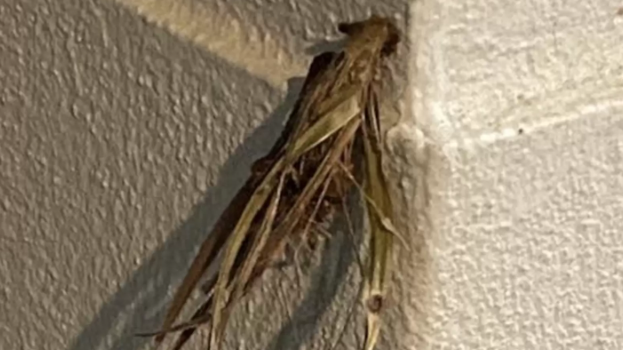 網上熱話｜男子發現家中牆上有棵草 一掂竟識郁 原來係……